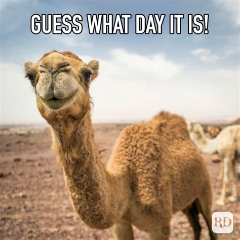 hump day funny|funny hump day sayings.